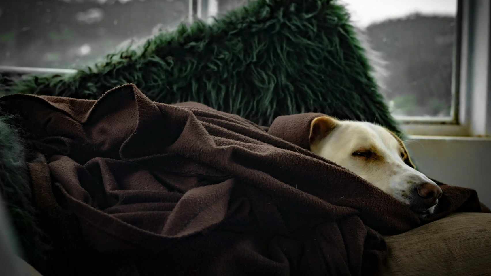 white short coated dog covered with brown blanket