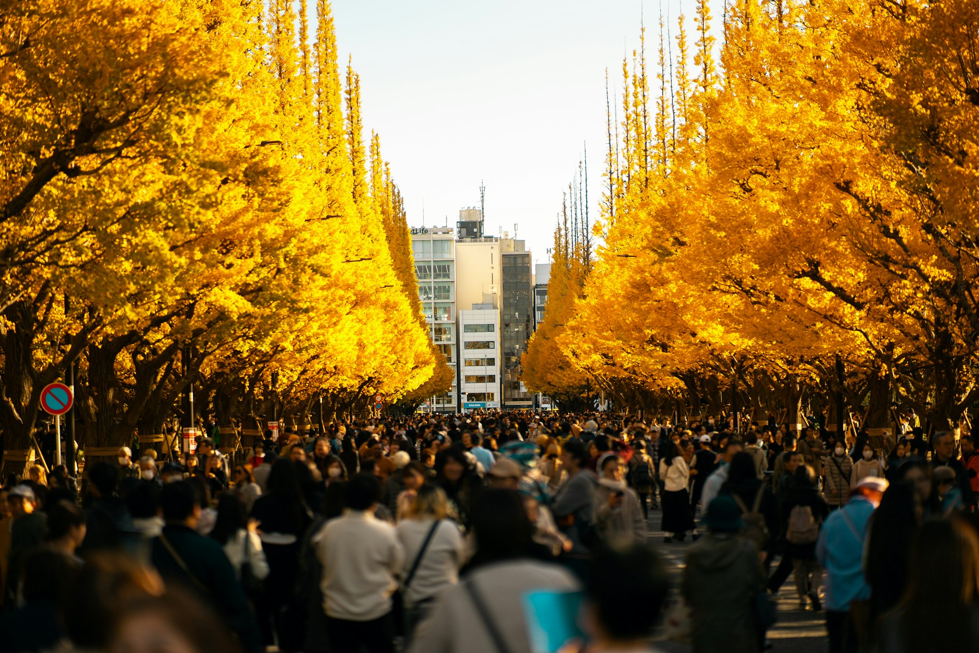 a crowd of people walking down a street next to tall yellow trees